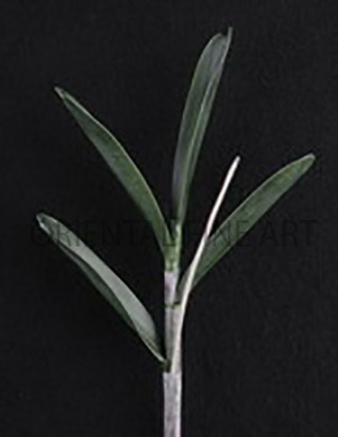 PF-0022-N 
VANDA LEAVES