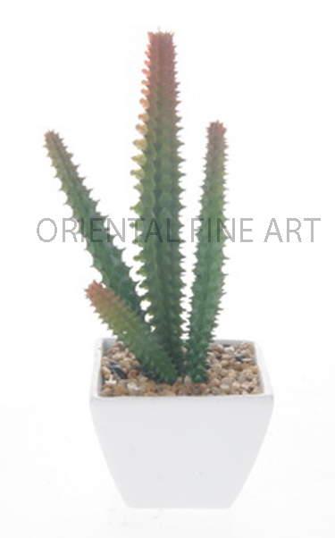 CR-58047-W 
CACTUS
