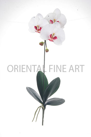 PY-0388-N 
PHALAENOPSIS  x 3 W / 2 BUDSPHALAENOPSIS  x 3 W / 2 BUDS