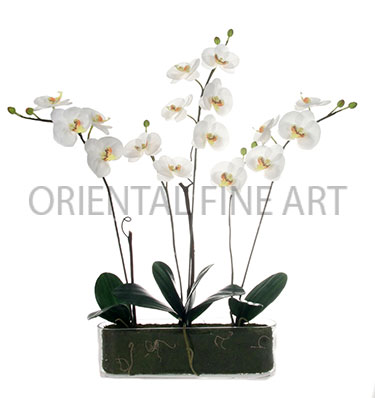 GCR-512-N 
PHALAENOPSIS