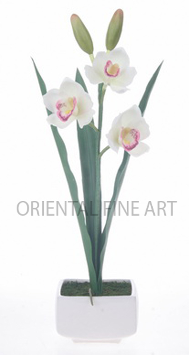 CR-61139-W 
CYMBIDIUM