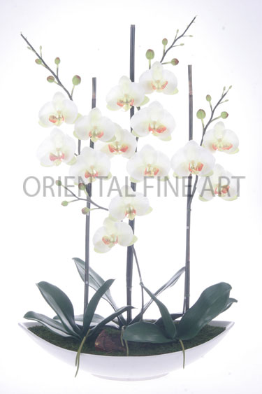 ARMC-57124-W. 
PHALAENOPSIS