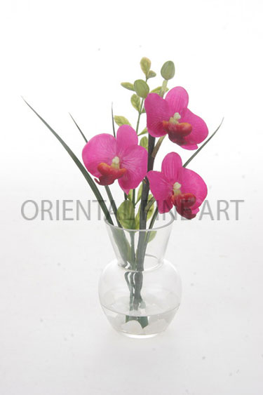 GFC-451-L. 
PHALAENOPSIS