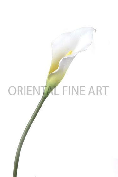 PY-0233-N 
BIG CALLA LILY