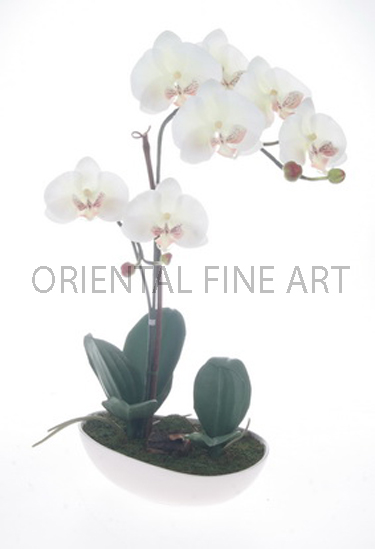 CR-59119-W 
PHALAENOPSIS
