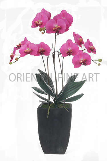 CRJ-503-N 
BIG PHALAENOPSIS