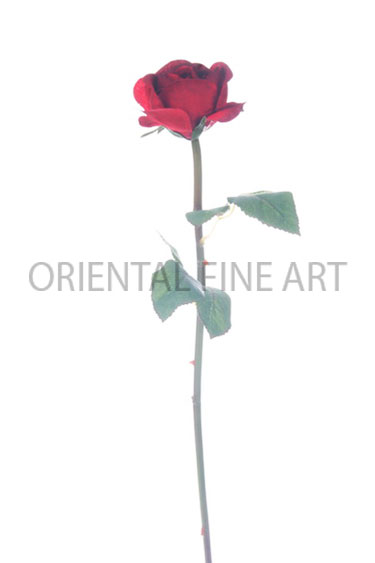 ST-S-R-14003 
SINGLE ROSE S