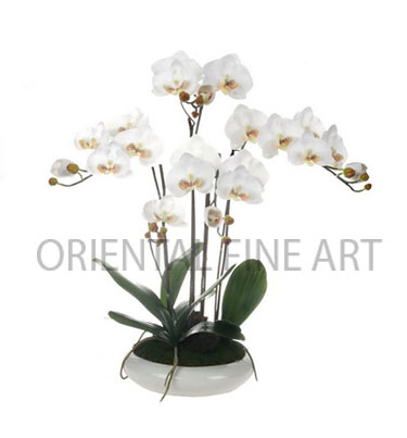 CRC-220-W 
PHALAENOPSIS