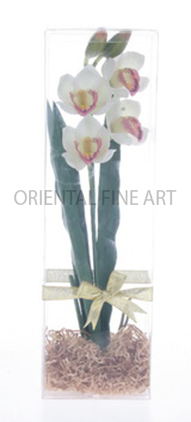 PY-59103-N.. 
CYMBIDIUM