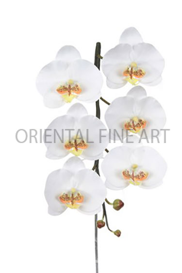 PY-0134-N 
BIG PHALAENOPSIS