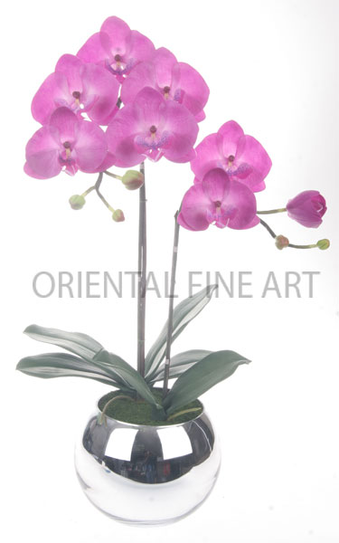 ARMC-57059-N.. 
PHALAENOPSIS