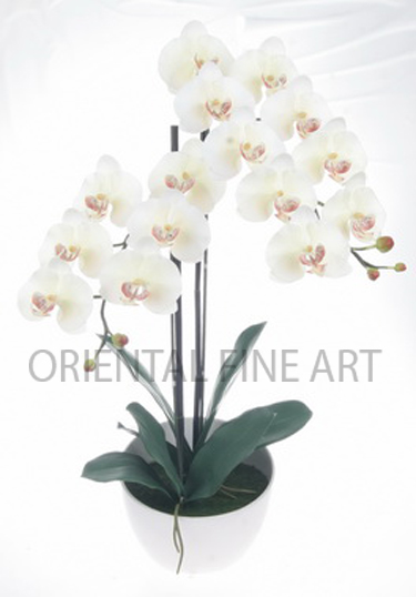 CR-61130-W 
PHALAENOPSIS