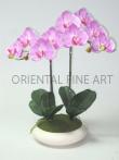 PHALAENOPSIS