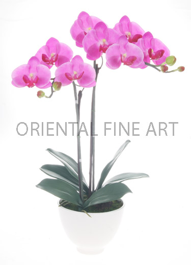 ARMC-57204-WMOD 
PHALAENOPSIS