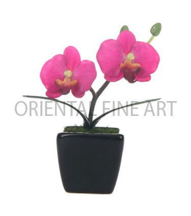 CR-378-B 
PHALAENOPSIS