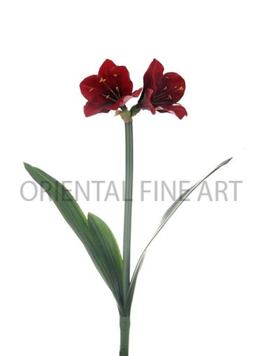 PY-0304-N 
 AMARYLLIS