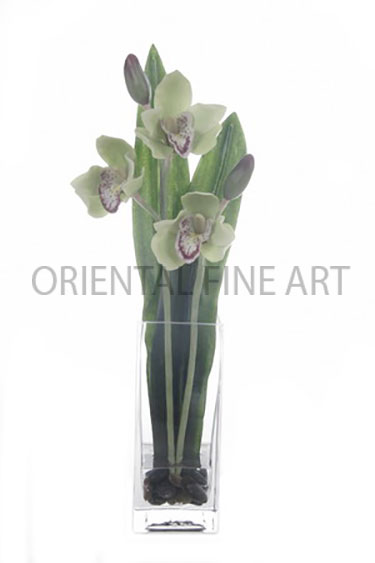 SQA-030-L 
CYMBIDIUM