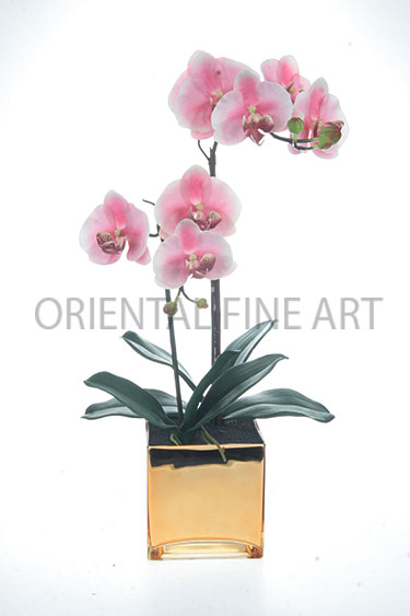 ARMC-57093-G 
PHALAENOPSIS