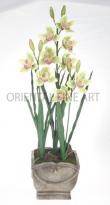 BIG CYMBIDIUM