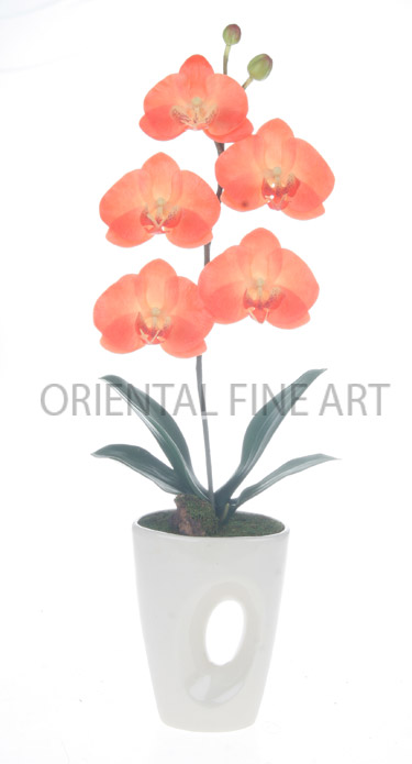 CR-59179-CRM. 
PHALAENOPSIS