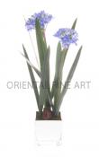 AFRICAN LILY