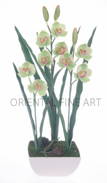 CR-60133-CRM 
CYMBIDIUM