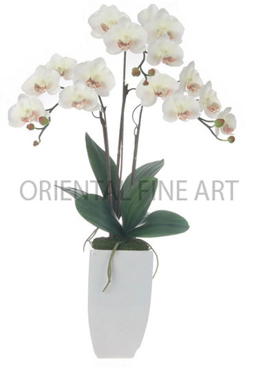 CR-411-CRM 
PHALAENOPSIS