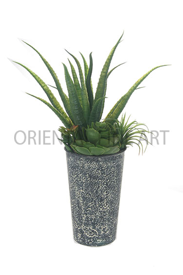 CTT-01-03 
CACTUS MIXED