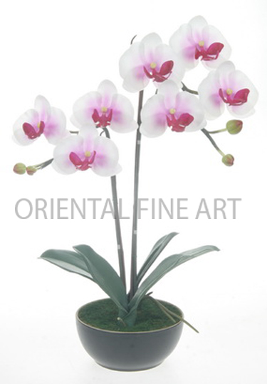 CR-61126-B 
PHALAENOPSIS