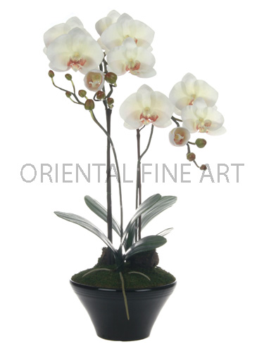 CP-9-264-B 
PHALAENOPSIS