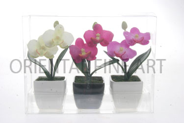 CH-12-708-N 
PHALAENOPSIS