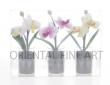 PHALAENOPSIS SET