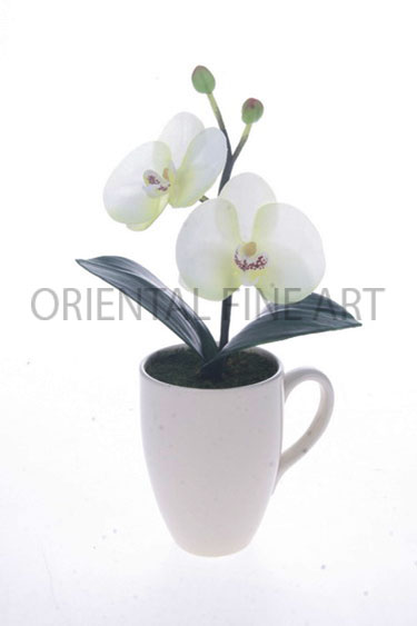 CR-708-CRM 
PHALAENOPSIS
