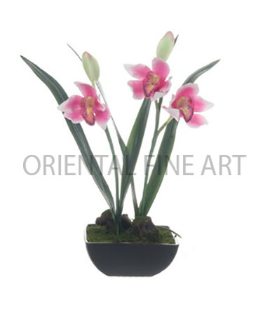 CR-163-B 
CYMBIDIUM