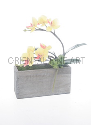 FXW-58058-N 
PHALAENOPSIS