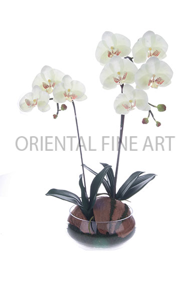 ARMC-57089-N 
PHALAENOPSIS