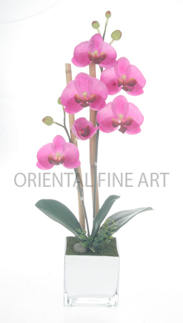 ZSR-694-N 
PHALAENOPSIS