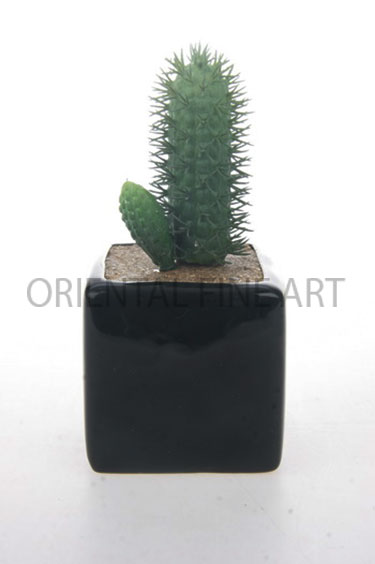 CSSC-57152-B 
CACTUS 
