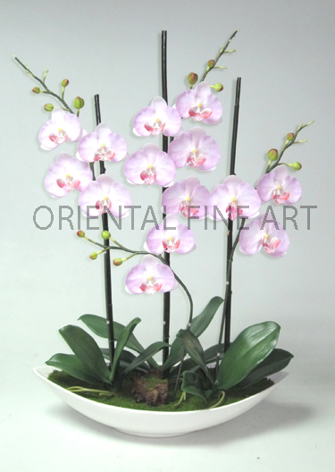 ARMC-57124-W.. 
PHALAENOPSIS