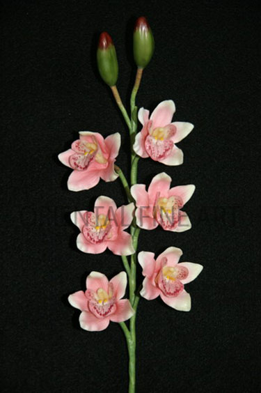 PY-0133-N 
CYMBIDIUM