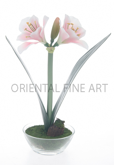 P-01823-550-N 
AMARYLLIS