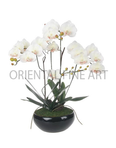 T-06-121-B  
PHALAENOPSIS