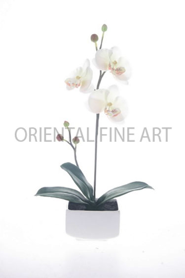 ARMC-57078-W 
PHALAENOPSIS