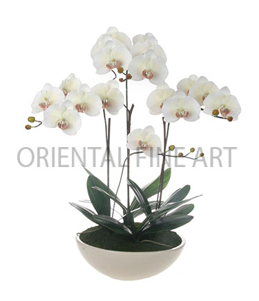 CR-265-CRM 
BIG PHALAENOPSIS