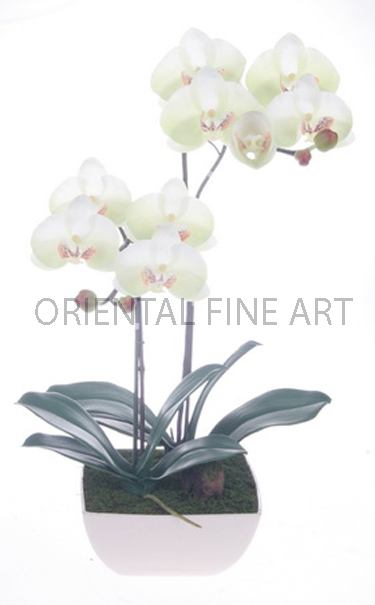 ARMC-57046-CRM, 
PHALAENOPSIS