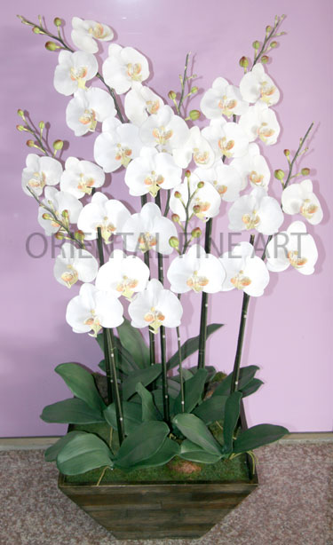 CRB-57209-N 
BIG PHALAENOPSIS