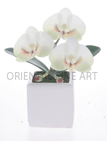 CR-40-W 
PHALAENOPSIS