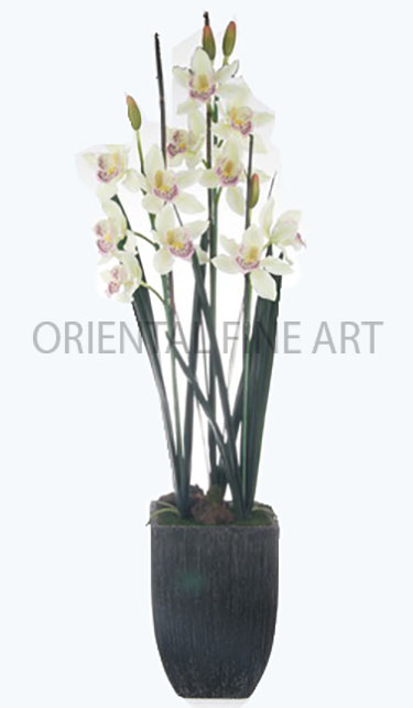 ARMC-57115-B 
CYMBIDIUM