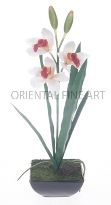 ARMC-57111-B... 
CYMBIDIUM