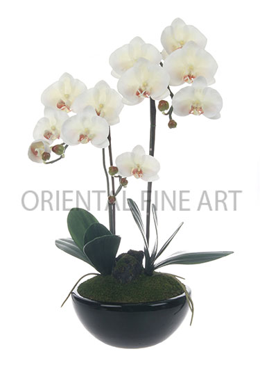 CR-132-B 
PHALAENOPSIS